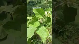 gamot na nakukuha sa talong talongan