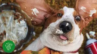 4 Holiday Safety Tips for Cats and Dogs | Ultimate Pet Vet