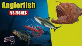 Anglerfish vs Every Fish Species | Animal Size Comparison 2025