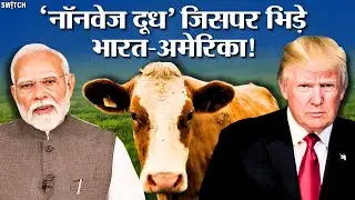 What is 'non-veg' milk: US - India Trade Deal के बीच क्यों आया &lsquo;नॉनवेज दूध&rsquo;?