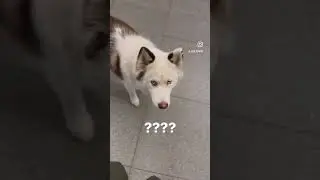 She can be mean sometimes🙄 #mean #husky #dog #shorts #funny #comedy # #subscribe #viral #duet #f4f