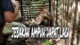JEBAKAN AMPUH DAPAT HAMA BERUK LAGI