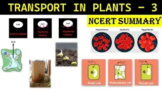 Transport in Plants NCERT 3 | Plasmolysis | Imbibition | Turgid cell | Flaccid cell | Dr Ghanshyam