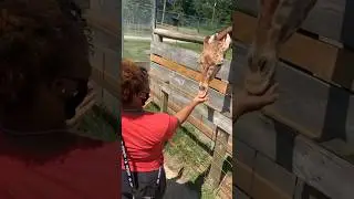 Should I revisit this rescue? #giraffe #ytshorts #fypシ #horses #goats #animallover