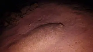 TUFTED SOLE- Dixillichthys muelleri