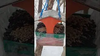 06февр.Пополняю кормом дальние кормушки и сыплю семечки для синиц и лесных мышек  в гроты валежника
