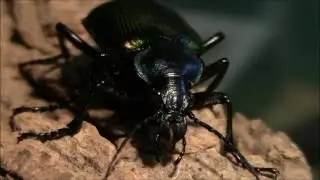 Calosoma sycophanta