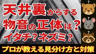 天井裏の音、正体はイタチ？ネズミ？プロが教える3つの見分け方と対応策