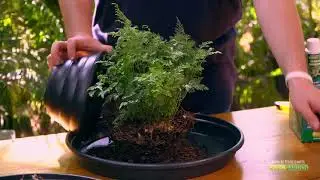 Como fazer mudas de Renda Francesa!🌱🌱