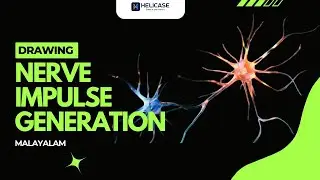 Nerve Impulse Generation Explained | Malayalam Science Drawing