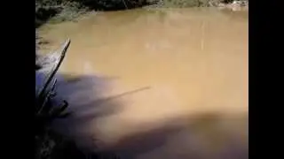 Carpa no Fly Fishing