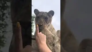 БУПС!