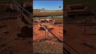 O agro &eacute; isso: quem trabalha duro, colhe resultado. 🌱🪵🐂 #agro #pecuaria #campo #vectron