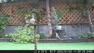 Video Clips, By Hapimp SV-TCQ mini Trail Camera Customers