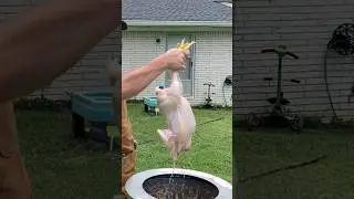 Where does your #chicken come from?? #organic #meat #harvest #homestead #farm  #chickendinner