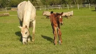 Video by Ada K from Pixabay The Horse   27870