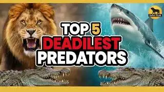 ​Most Dangerous Predators in the World | Safari Rush
