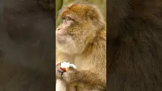 Frugivore Monkey.. Monkies are Frugivorous