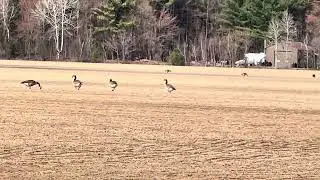 LES OISEAUX DU CANADA. AVRIL 2025.