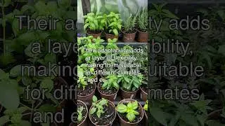 Herbaceous Plants for Beginners