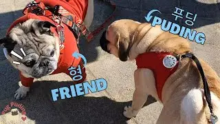 Puding went for walking and met a new Pug friend!!