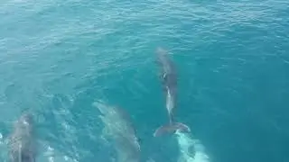Tekneyle yarışırken dans eden yunus balıkları ( hd kalite ) Dolphin
