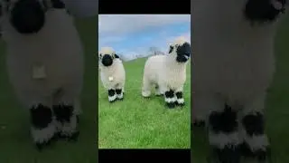 Animal World - Cute Sheep #shorts #animallover #animalshorts #animals #sheep