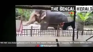 Elephants enter inside village during assam flood | The Bengal Herald
