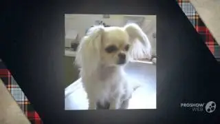 Chilier Dog breed