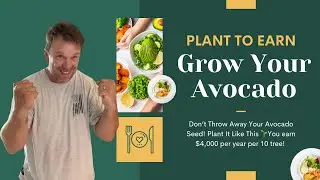 Don&rsquo;t Throw Away Your Avocado Seed! Plant It Like This 🌱You earn $4,000 per year per 10 tree!