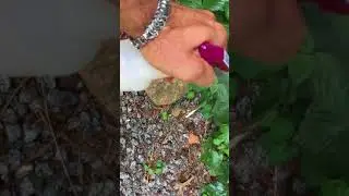 Dave&rsquo;s Non Toxic Weed & Grass Eliminator