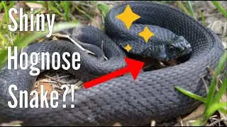 RARE Wild Hognose Snake! The BEST Snake I've Ever Caught?