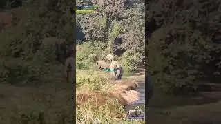 Cross the river and head to Bijuli Forest