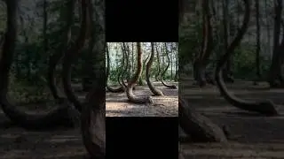 The dancing/crooked forest in russian #creepy #scary #history #forest #crookedforest