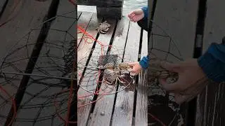 Crab fishing in Vancouver🦀Belcara Regional Park🇨🇦#travel #canada#youtube #crab#fishing