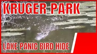 Lake Panic *bird hide Kruger Park