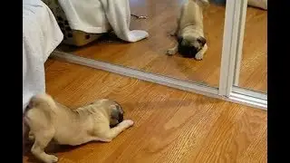 animal funny crazy fighting