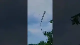 😍 snake kite flying in sri lanka 2023 | beautiful kite |