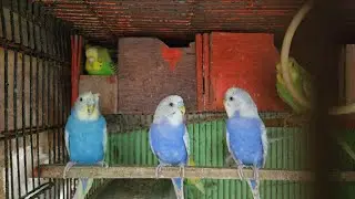 Love birds progress 2026 | Mumbai budgies colony #lovebirds