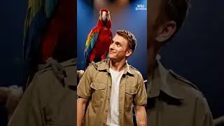 Parrot Shows Teamwork Overcoming Challenges With Man