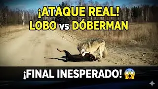 &iexcl;ATAQUE REAL! Lobo vs D&Oacute;BERMAN 😱 Final Inesperado | Perros Guardianes y Naturaleza Salvaje