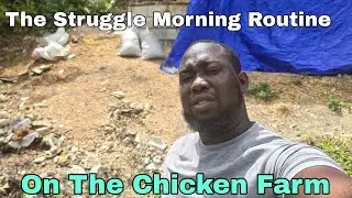 The early morning struggle routine on the chicken farm. 