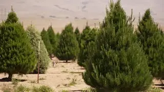 Longtime owners of Holloway's Christmas Trees looking to sell and retire