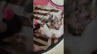 Wait for it&hellip; kittens in bloom 🌺