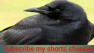 #unique #crow #feeding #her #baby #shorts #video animal shorts video bird shorts video
