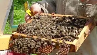 🐝 ​Hyundai Chambourcy - Les Rûchers d'Alexandre