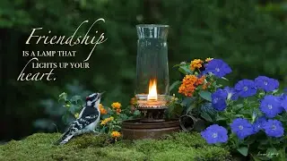 AzarEl Greetings, Creative Bird Photography