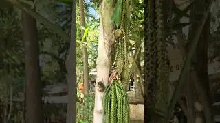 TOXIC Fishtail palm tree berries Playa del Carmen Mexico plants #tropical #caribbean #nature #life