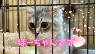 #1ほーちゃん（ほのか）にゃん🐱よろしくお願いしますにゃん😸 #猫 #cat 