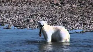 Polar Bears Fishing Arctic Char in Nunavik Quebec
